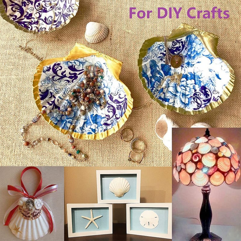 QICQDRAM 30PCS Sea Shells for Crafts Decoration 2''-3'' White Scallop Shells for Crafts DIY Painting Beaching Wedding Decoration, Beach Natural White Seashells Bulk - Image 3